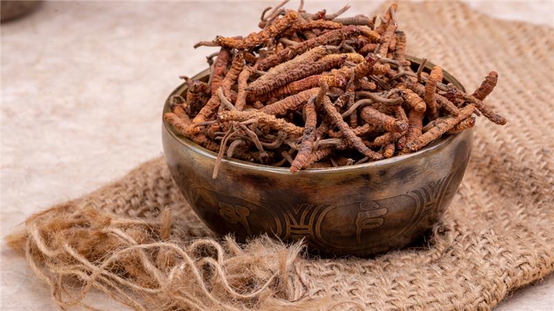 Looking for Ways Cordyceps Benefits Your Yoga Practice?