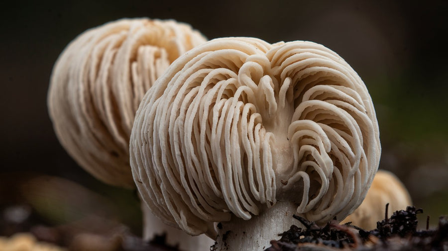 Discover the Top Lion's Mane Mushroom Benefits for Your Health